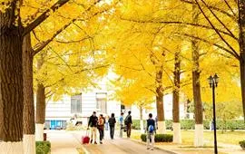 北京科技大学银杏大道