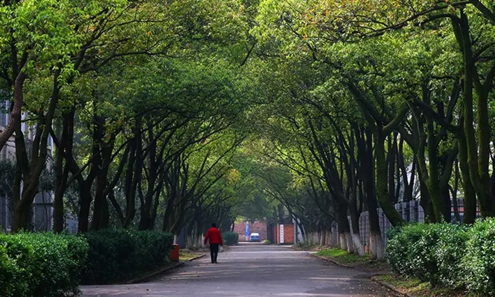 南昌航空大学林荫大道