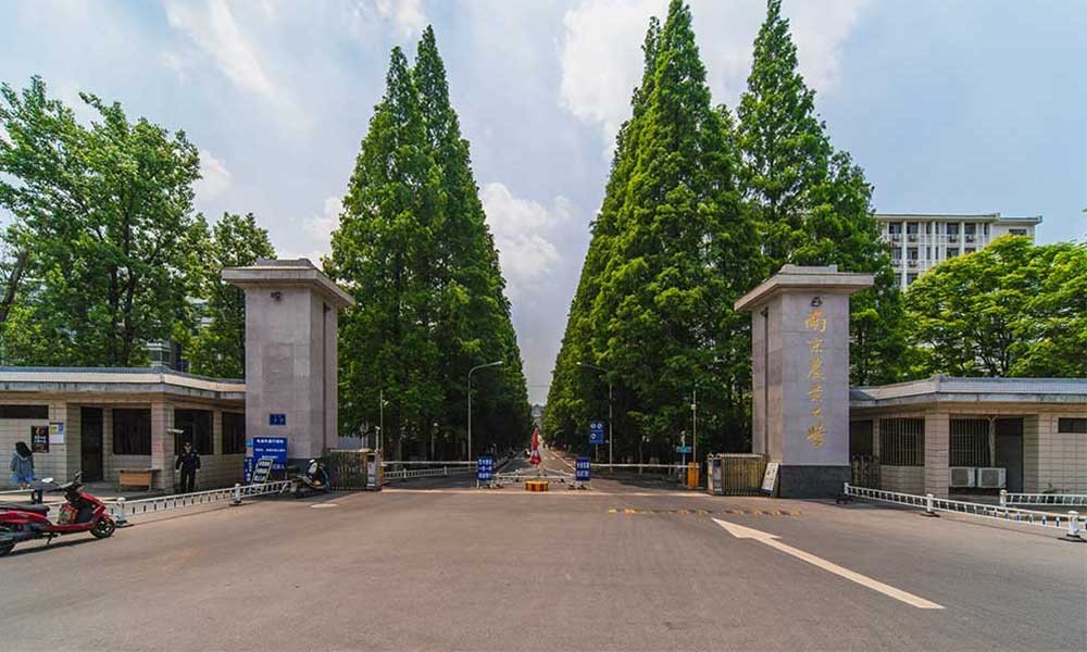 南京農業大學是r11嗎_南京農業大學厲害不_南京農業大學是幾本