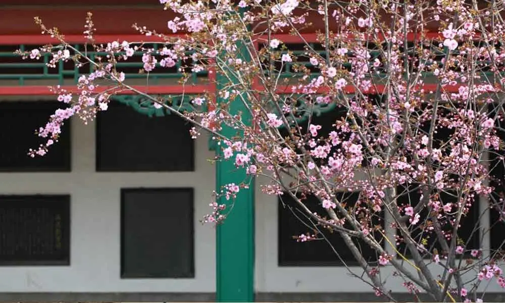 河北农业大学桃花