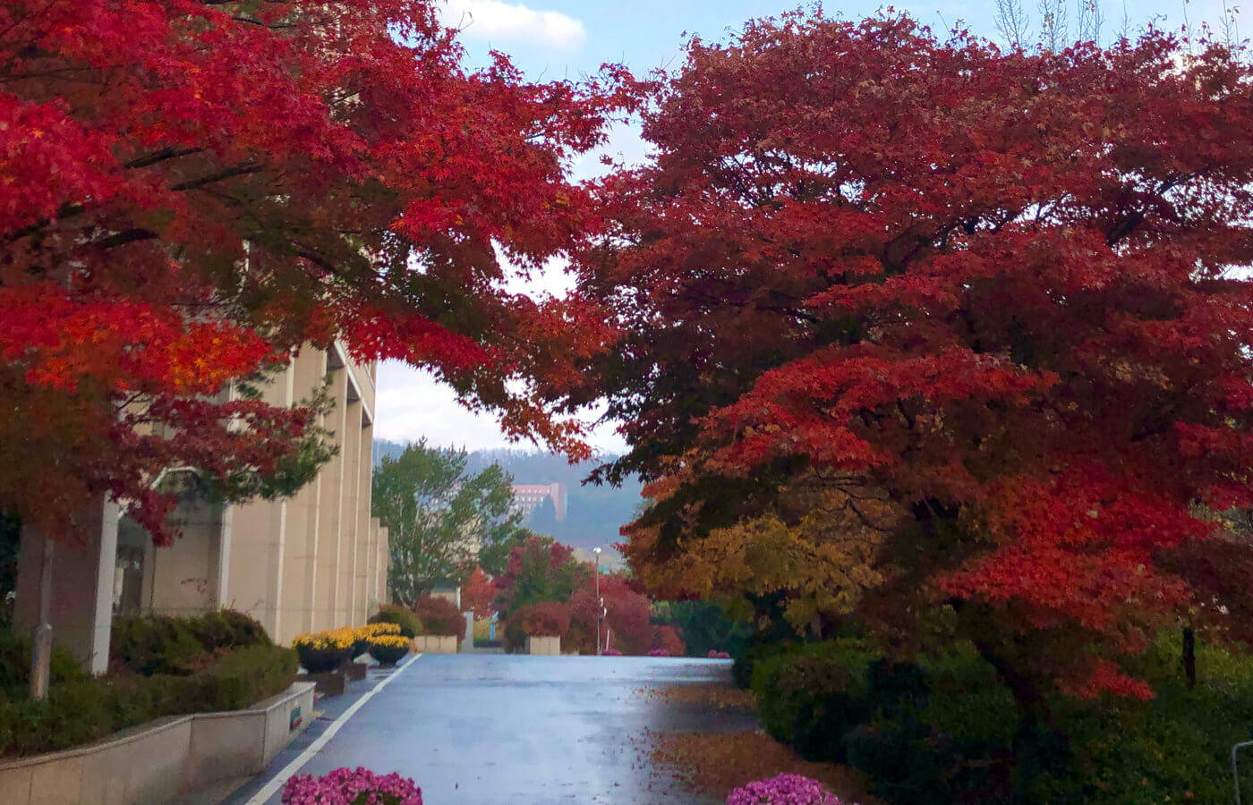 韩国又松大学秋天