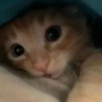 加班也要拟录取