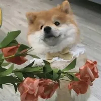 明天也是气氛组
