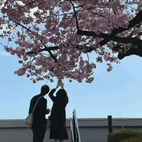 壬辰来了