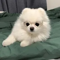 浅笑安然用户头像