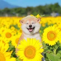 东海艺霖