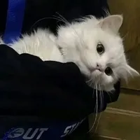 泱泱
